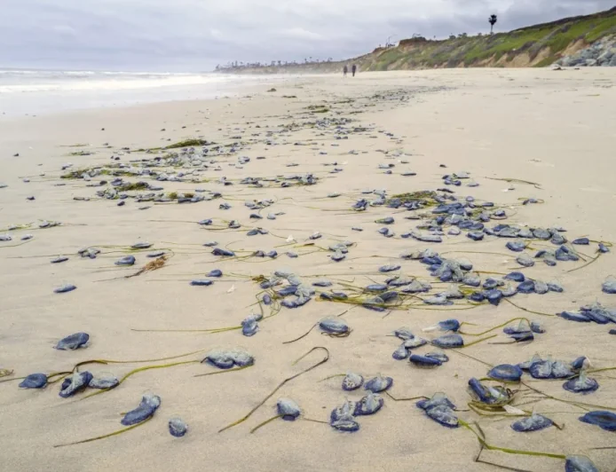 Anya Stajner Tracks By-the-wind Sailors California Coast, La Jolla Adds Reports
