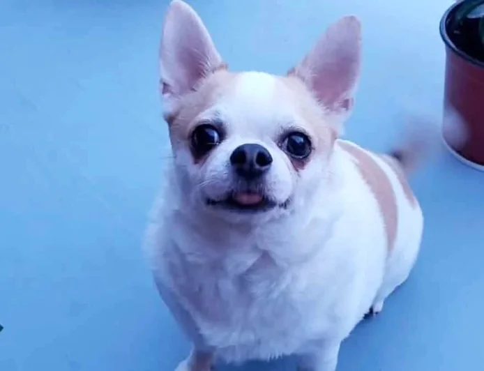 Montréal signale un premier décès de Parvovirus Chien chez un chihuahua