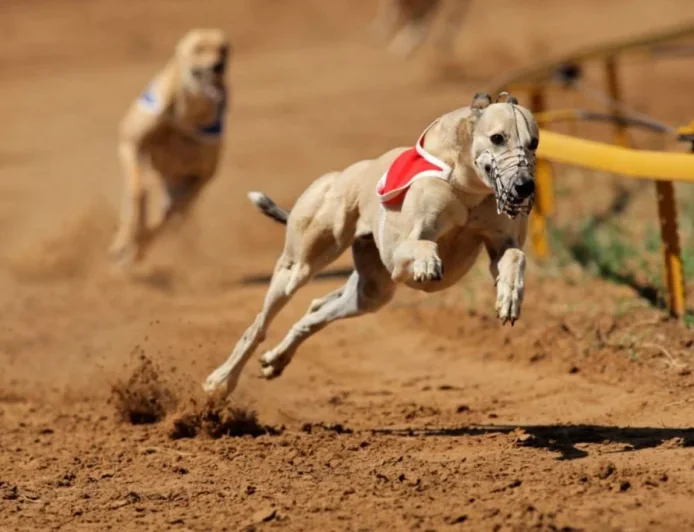 Dr Rebekah Eyers Pushes Greyhound Ban After 1,064 Injuries in SA