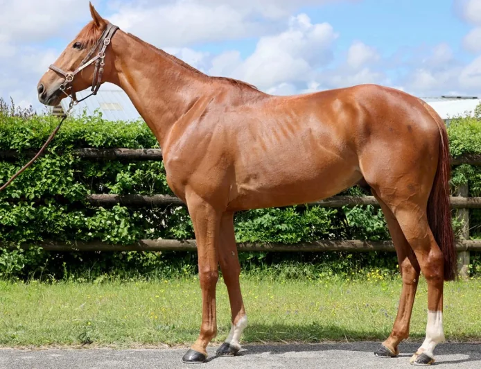 Dan Skelton Spends €500,000 On Isaac Of York And £360,000 Kaiser Ball