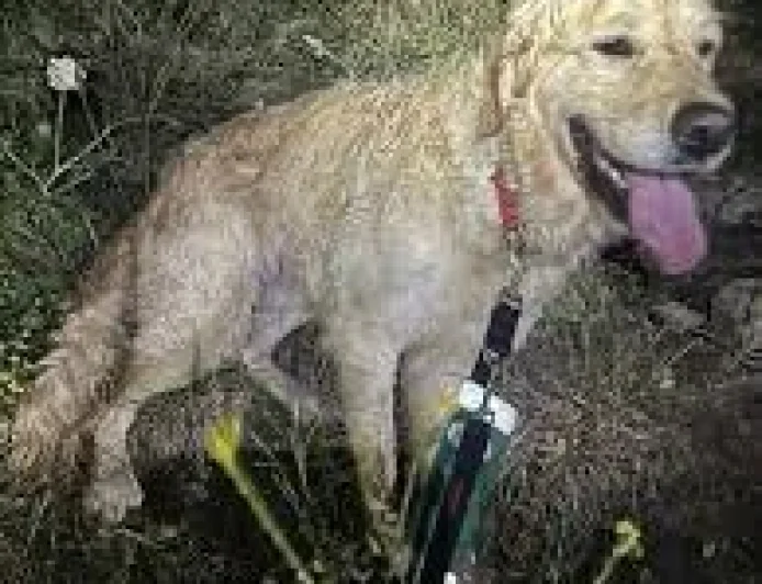 Swanage Coastguard aids Tilly after 120ft fall — Swanage Dog Cliff Rescue