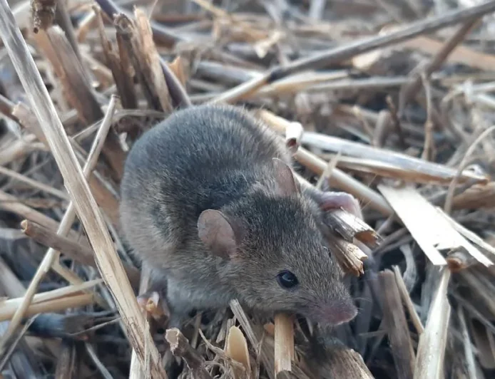 Cosgrove Says Australia Mouse Plague Farmers Face 14,000-Hectare Losses