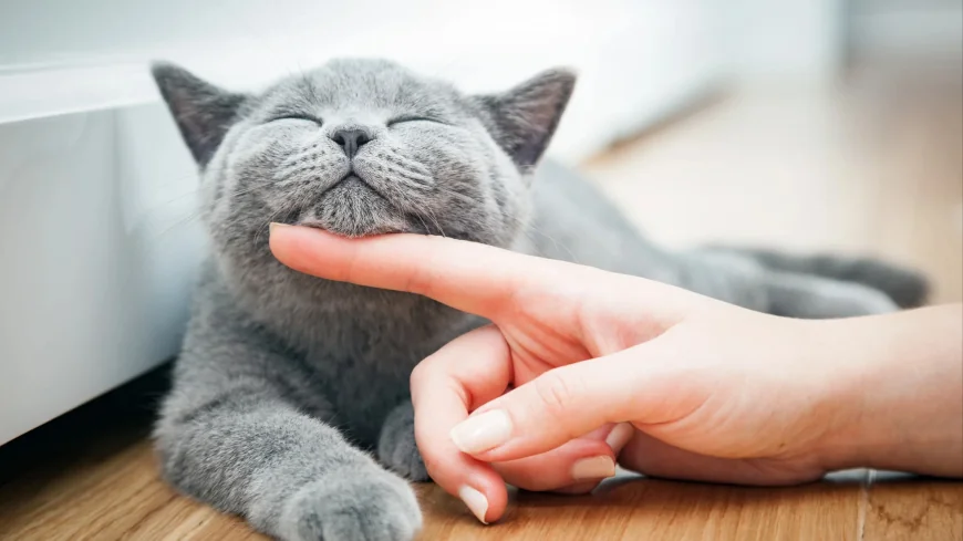 Gatineau helps 18 MRC de Papineau towns fight stray cats