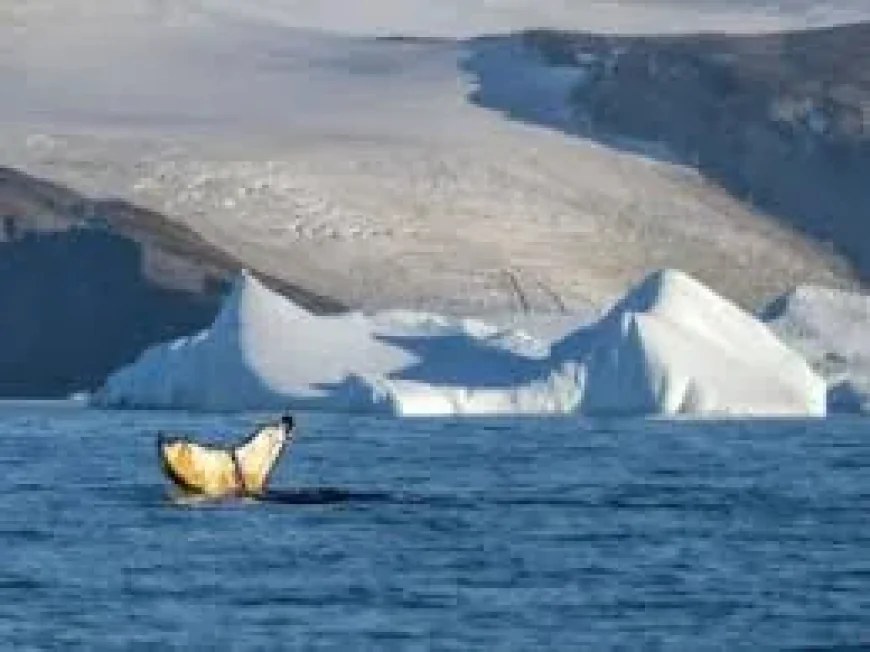 Aurora Expeditions sends Antarctica voyage to 78º 44.405’ south