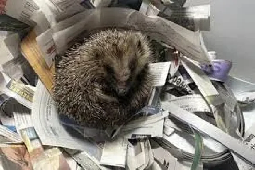 Yorkshire Water worker rescues hedgehog from Wakefield chamber