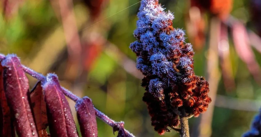 Environment Canada issues Niagara frost advisory for Thursday night
