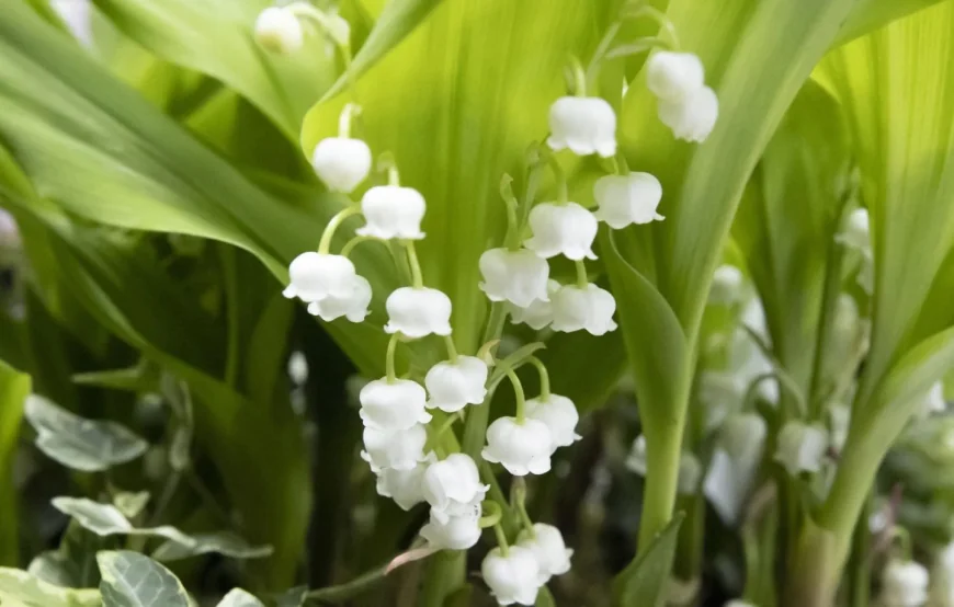 Muguet Tradition Dates to 1561, Radio France Says