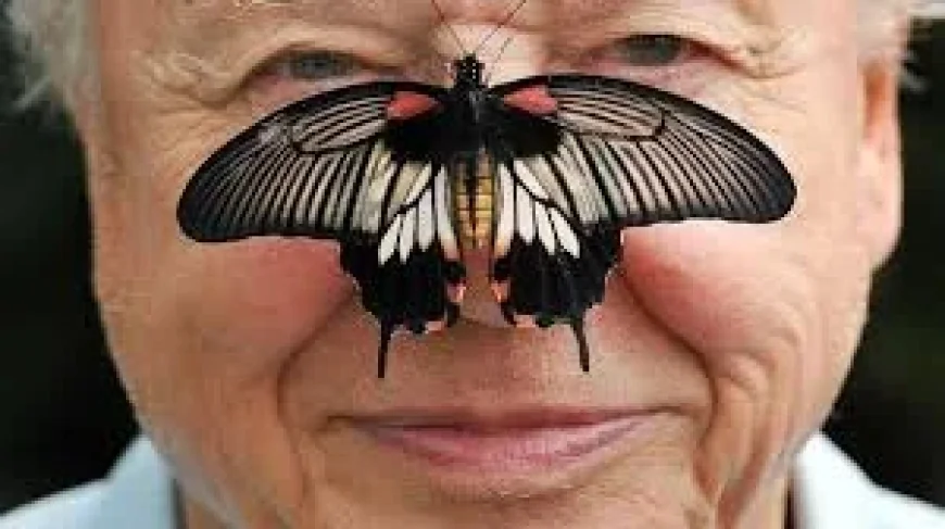 David Attenborough turns 100 as The Guardian asks for memories