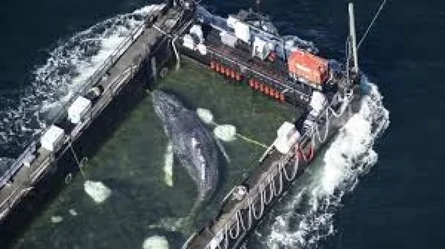 German rescuers ferry Whale out of coastal waters