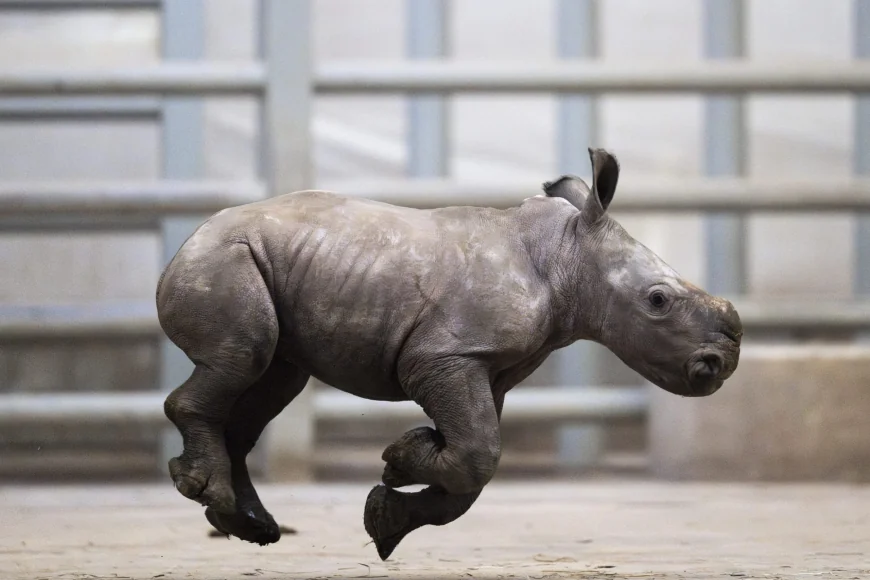 Columbus Zoo-linked The Wilds opens 2026 season with two rhino calves