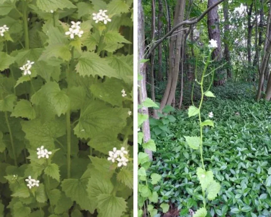 Michelle Hunter Urges Saugeen Shores Help Fight Invasive Plant