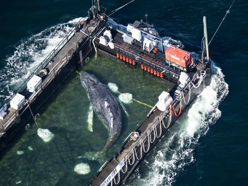Timmy Whale released into North Sea off Denmark
