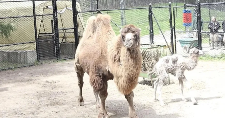 Toronto Zoo Announces Bactrian Camel Calf Born at 7:00 a.m.