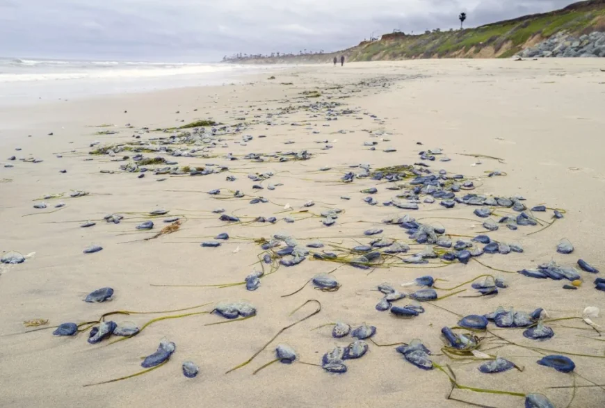 Anya Stajner Tracks By-the-wind Sailors California Coast, La Jolla Adds Reports