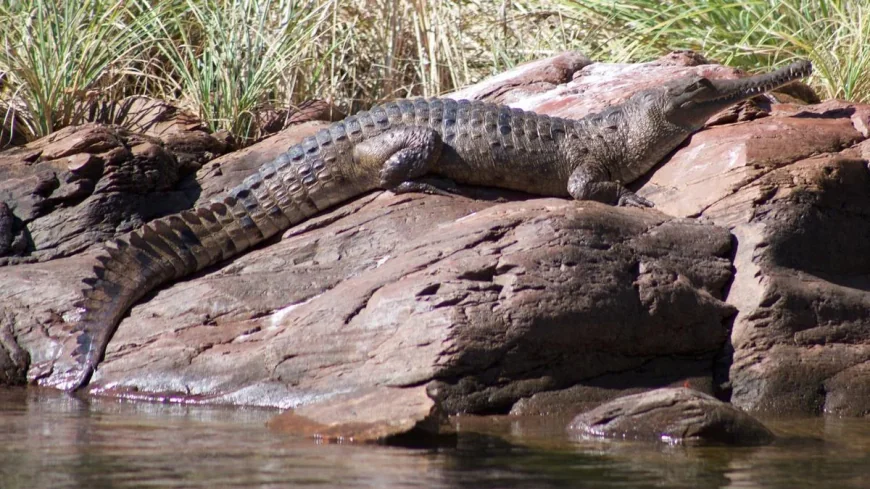 Lake Argyle crocodile bite sends 67-year-old to Royal Perth Hospital
