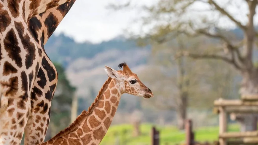 West Midlands Safari Park ranks fourth in Tripadvisor UK zoo list
