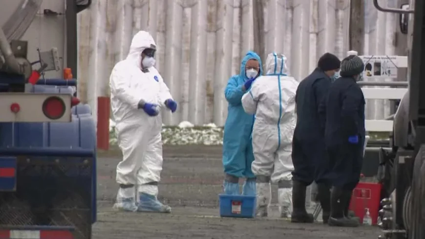 Maine-et-Loire ouvre une avance de trésorerie pour Grippe Aviaire