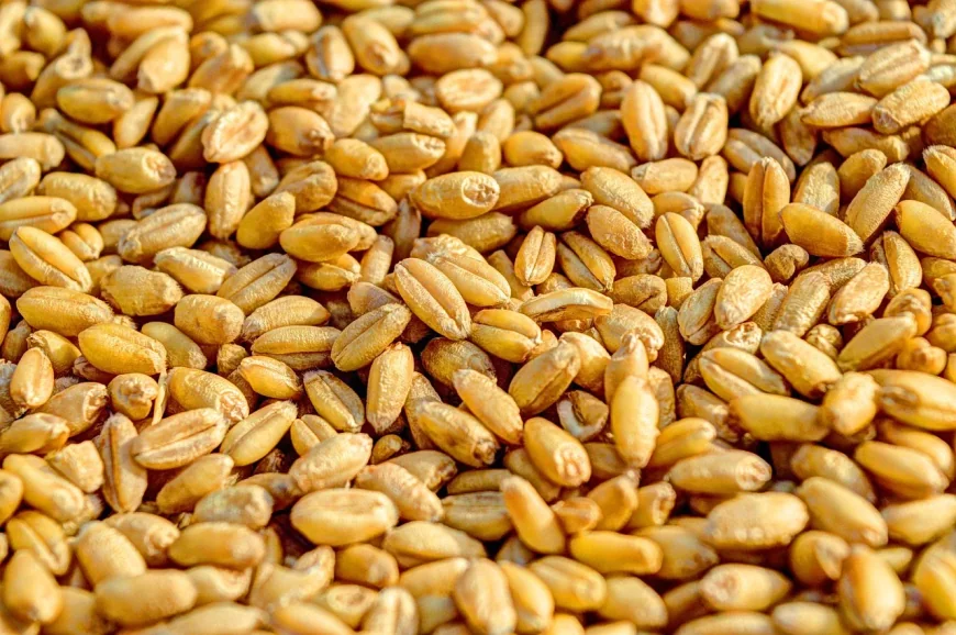 João Lourenço authorizes 342,000 sacks for Angola family farming