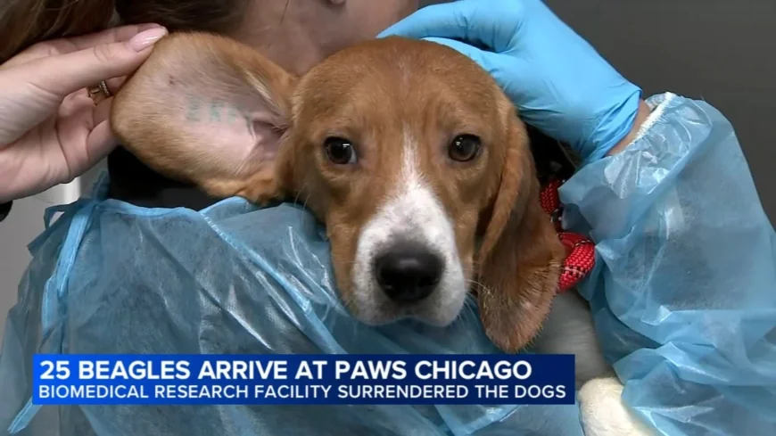 PAWS Chicago welcomes 25 beagles from Ridglan Farms Animal