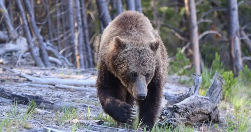 Yellowstone Bear Attack Injures 2 Hikers Near Old Faithful