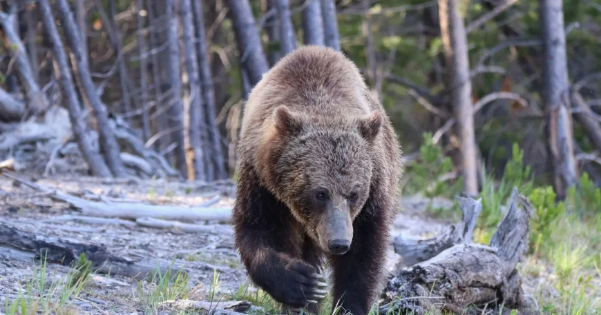 Two Hikers Injured in Bear Attack Yellowstone on Mystic Falls Trail
