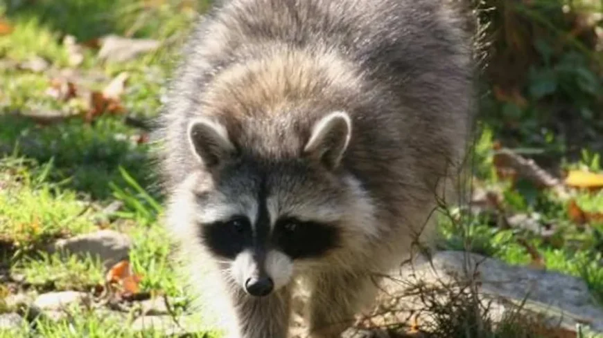 Raton Laveur atteint de la rage à Saint-Jean-sur-Richelieu