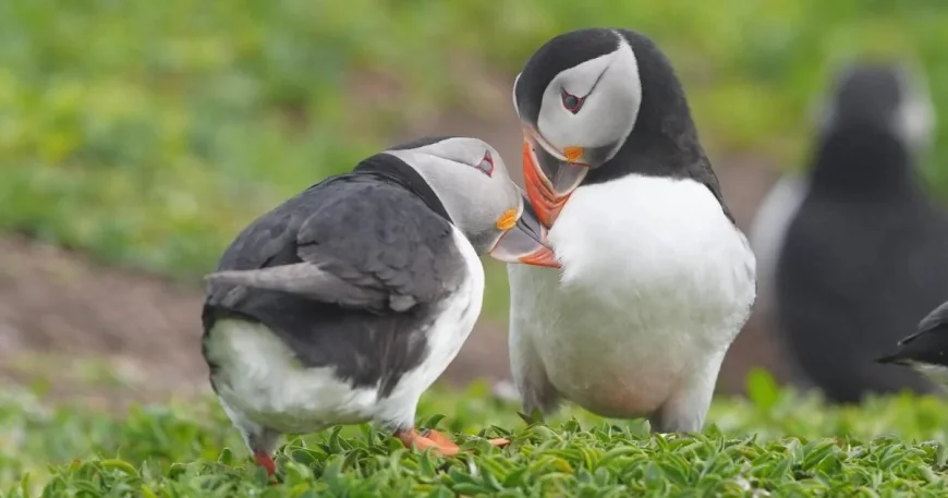 National Trust relaunches puffin cam on Farne Islands for second season