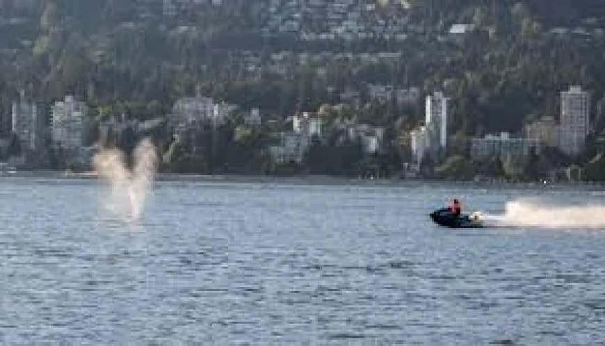 Fisheries Canada Reviews Grey Whale Jet Ski Vancouver Strike Near Stanley Park