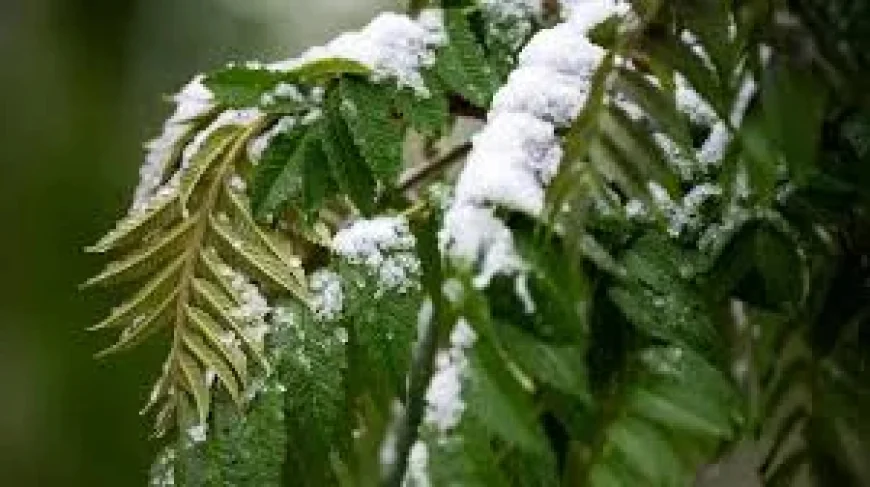 Colorado Schools Close Wednesday as Snow Storm Weather Forecast Colorado Worsens