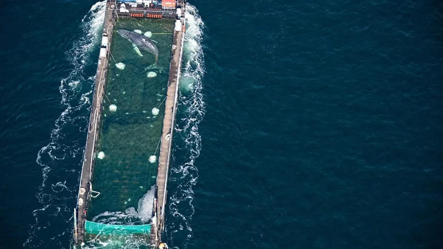 Tracker Failure Follows €1.5m Timmy Humpback Whale Rescue