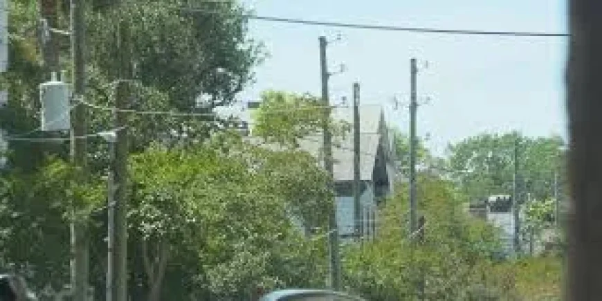 Dominion Energy Begins Removing Nearly 200 Palmetto Trees