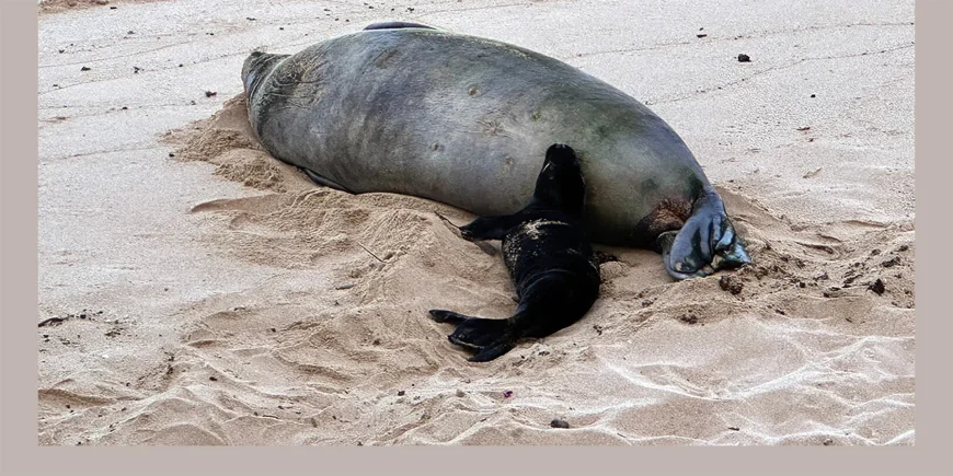 DLNR investigates rock thrown at Hawaiian Monk Seals near Lahaina