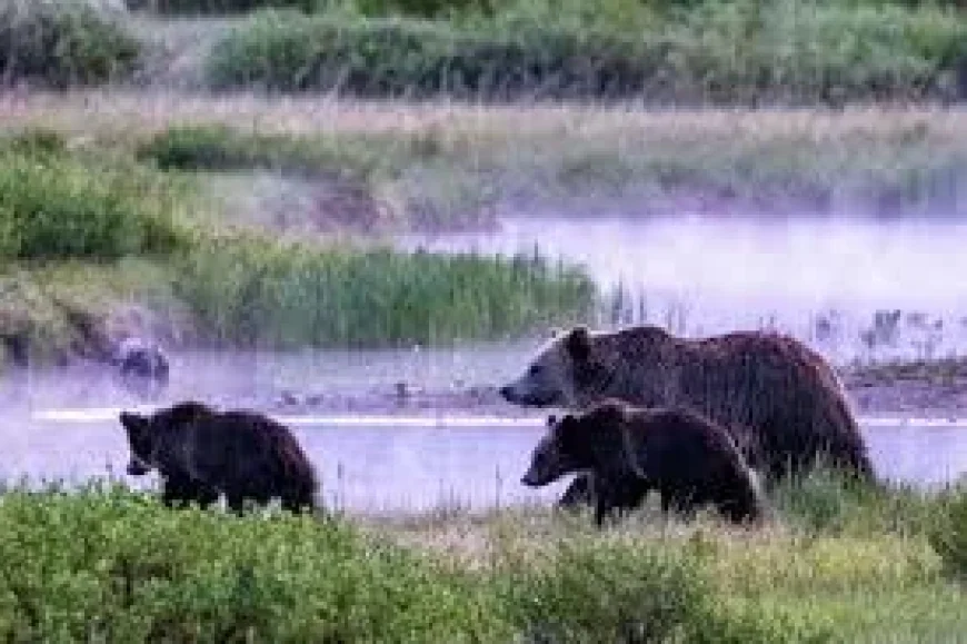 Yellowstone Keeps Closures After May 4 Grizzly Bear Incident