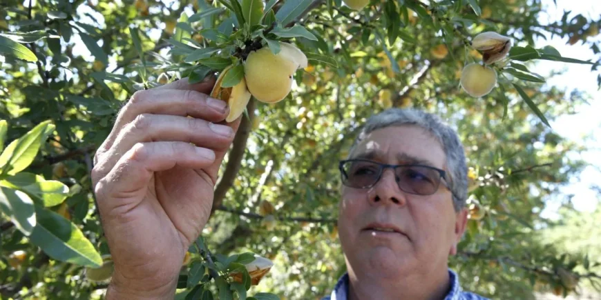 California Peach Tree Removal: 420,000 Trees Face Destruction