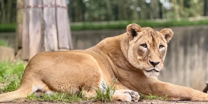 National Zoo Lion Shera Euthanasia Planned in Early May