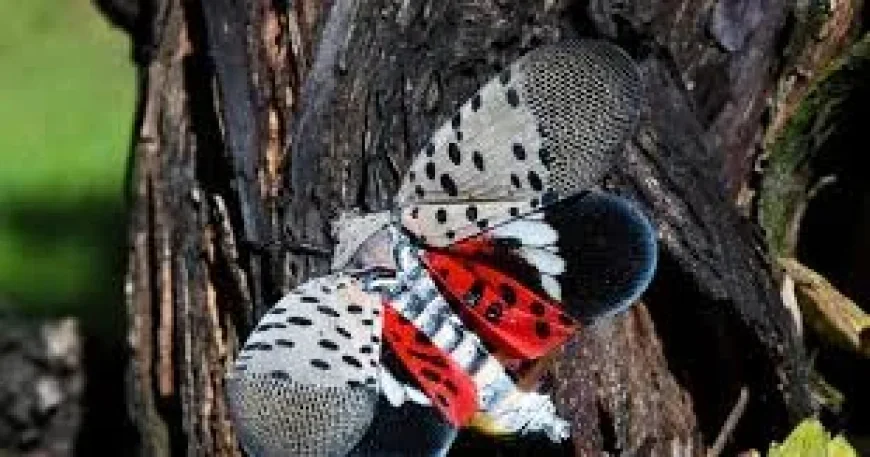 Ontario Wineries Warn 12 Lantern Fly Finds Threaten Vineyards