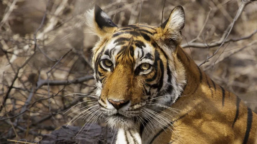 Facebook Fuels 75% of Nearly 22,000 Endangered Animals Ads