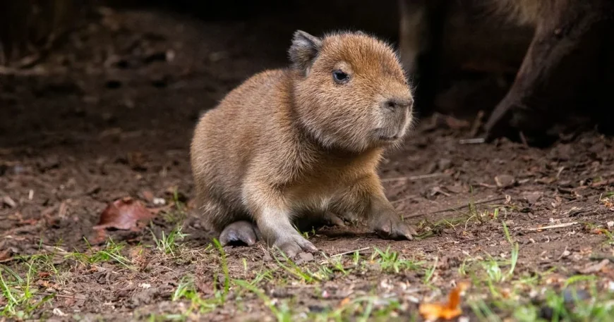 Edinburgh Zoo Announces Capybara Pup, First In Scotland In 18 Years