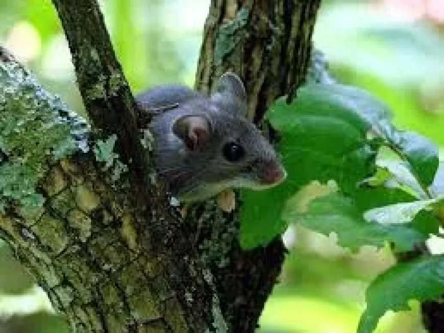 Dr. Bryce Warner pushes VIDO hantavirus treatment work in Grey Bruce County