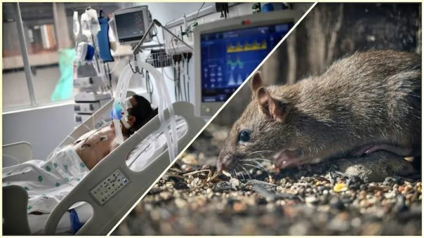 Hantavirus Symptoms: What to Know as Deadly Cruise Ship Outbreak Spreads Globally