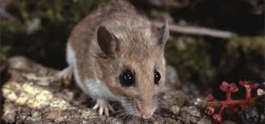 Hantavirus Symptoms In Cruise-Linked Outbreak Spark New Health Warnings