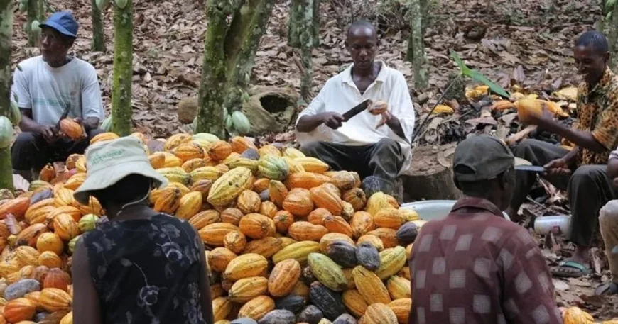 Abbey Pushes $1 Billion Ghana Bond Plan for Cocoa