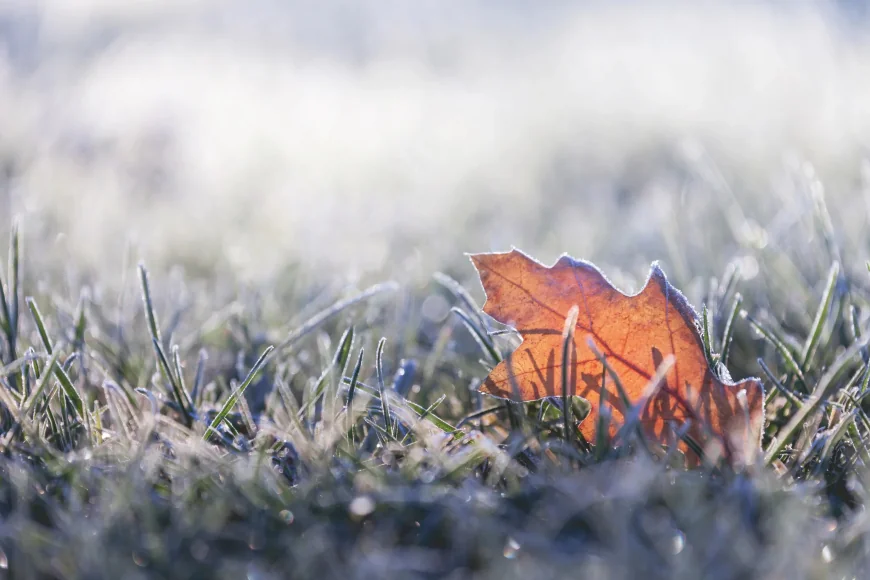 Southern Ontario frost advisory warns of -4 C Weather Warning