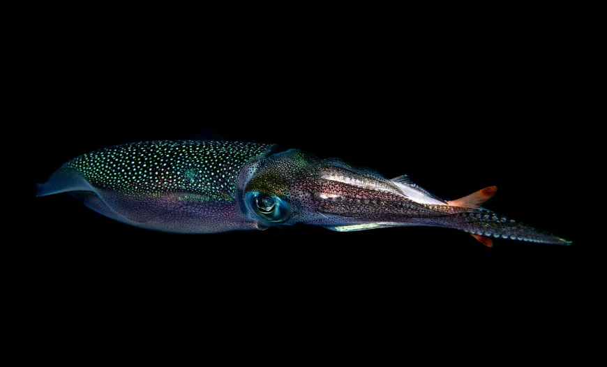 Scientists find Giant Squid Western Australia Edna in six samples