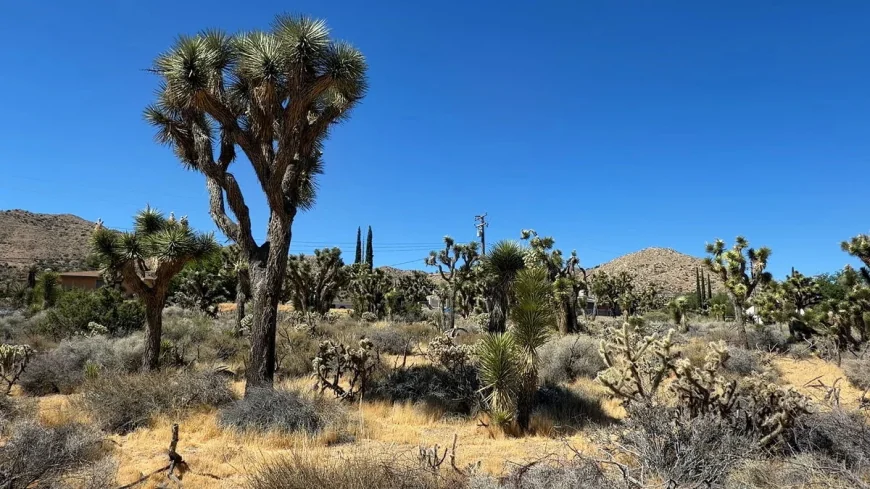 Ochoa Bogh Advances 2 Joshua Tree Bills, SB 1063 Fails