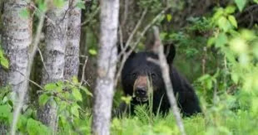 Points North Bear Attack Kills 25-Year-Old Man