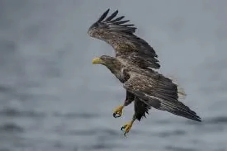 Natural England Approves White-tailed Eagle Reintroduction Exmoor