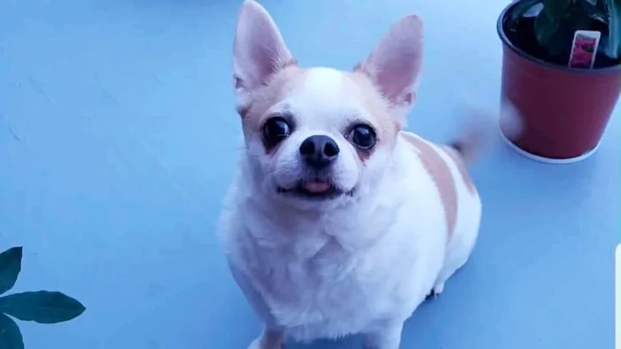 Montréal signale un premier décès de Parvovirus Chien chez un chihuahua