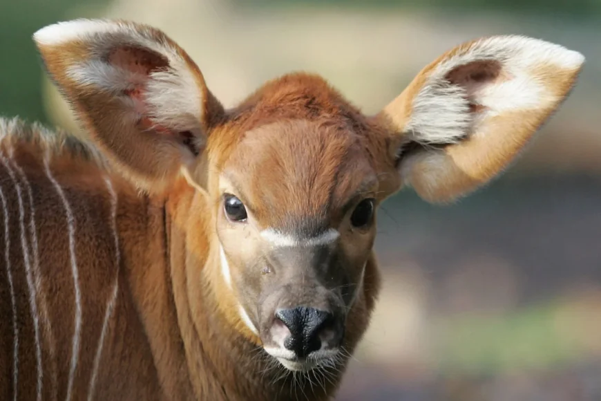 Denver Zoo Announces Bongo Birth, Welcomes Female Calf