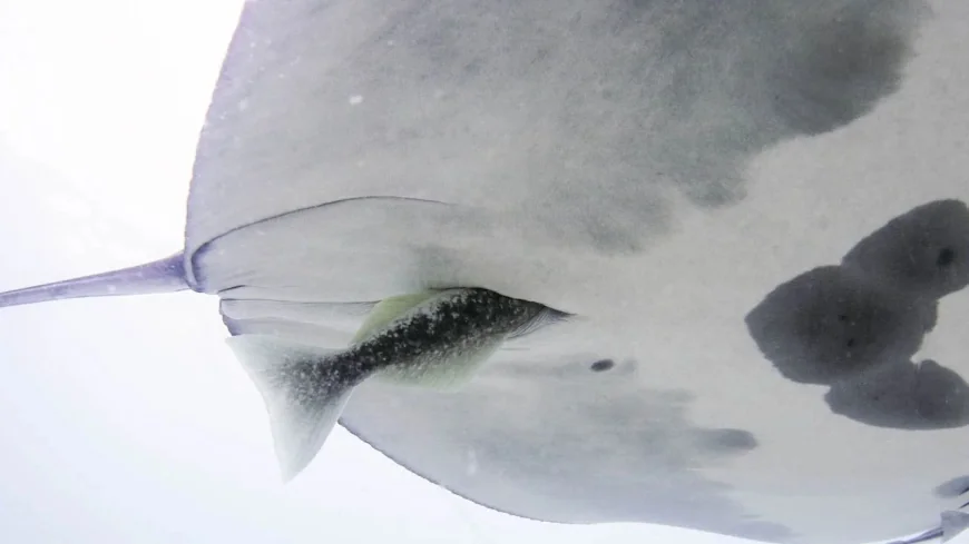 Yeager Documents Manta Rays and a Remora's Cloacal Entry